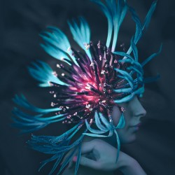 Bachelors Button Flower Fae:  Listen