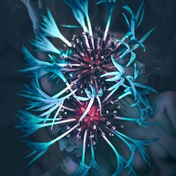 Bachelors Button Flower Fae   Share