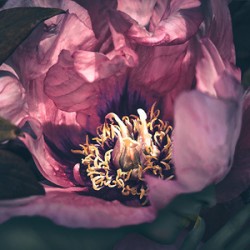 Pink Peony Flower Fae   Whisper