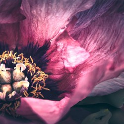 Pink Peony Flower Fae   Watching