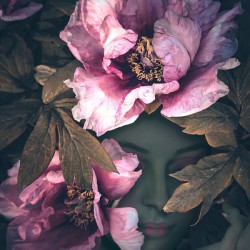 Pink Peony Flower Fae   Shy