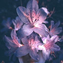 Pink Azalea Flower Fae   Vision