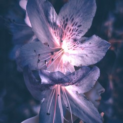 Pink Azalea Flower Fae   Whisper