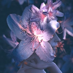 Pink Azalea Flower Fae   Patience