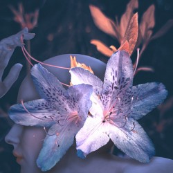 Pink Azalea Flower Fae   Thought