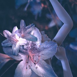 Pink Azalea Flower Fae   Gesture