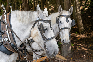 A pair of White Horses
