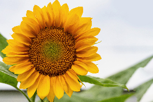 Sun Flower