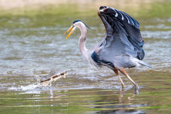 Wildlife