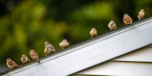 Sparrows on a Roof by Pisarek Photography