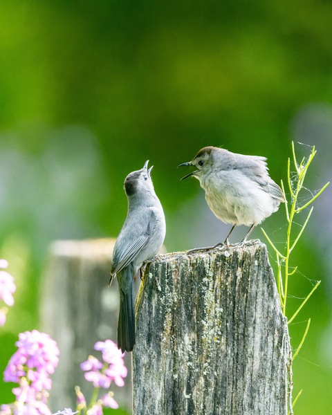 Two Cat Birds having a Conversation by Pisarek Photography