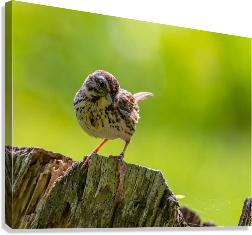 Cheeky Canvas Print