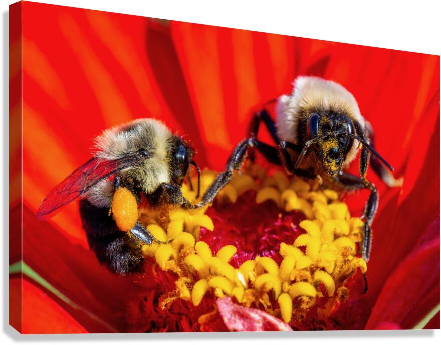 Busy Bees Canvas Print