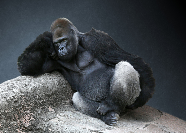 600_Studio-Dalio_Gorilla-NOLA-