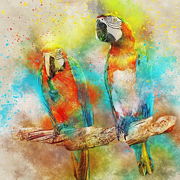  bird   Print