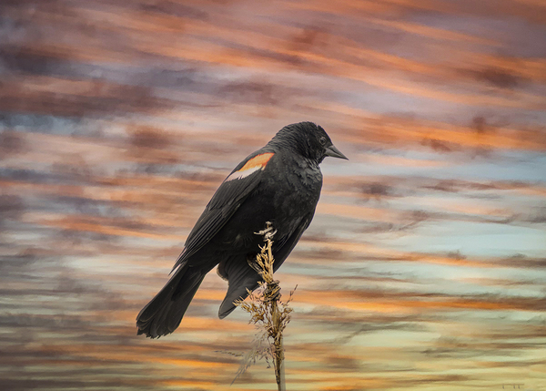 Silhouette Birds Sunset by Toozastro