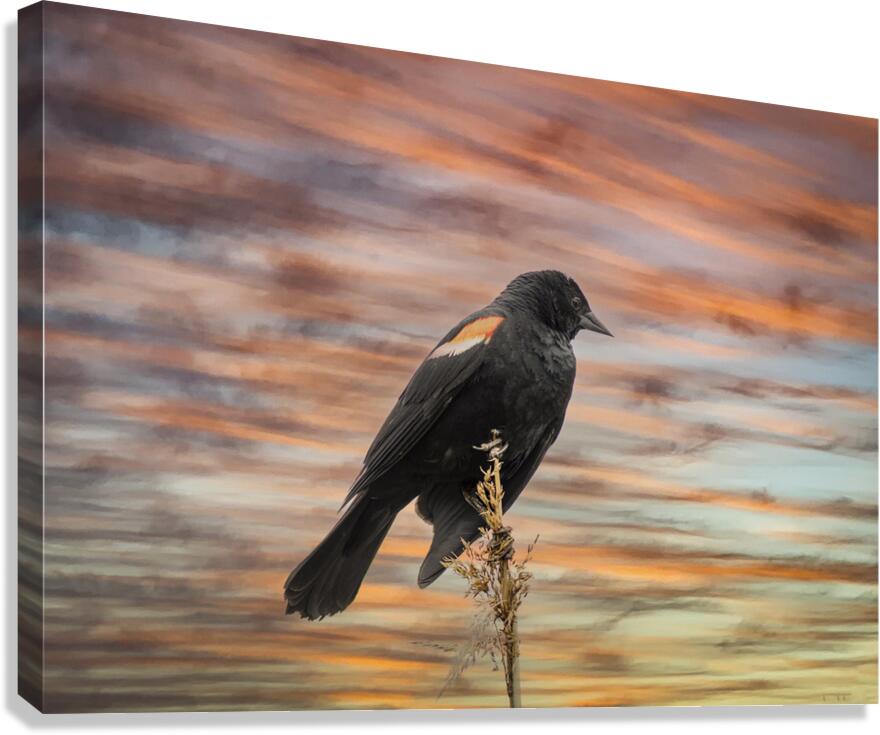 Silhouette Birds Sunset Canvas Print