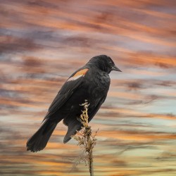 Silhouette Birds Sunset