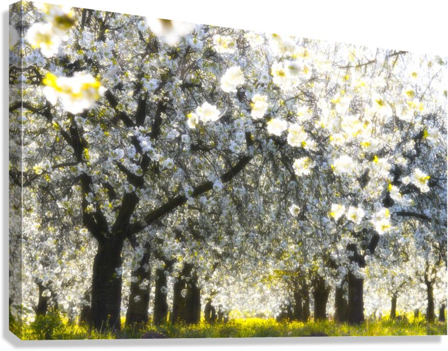 Velvet spring Canvas Print