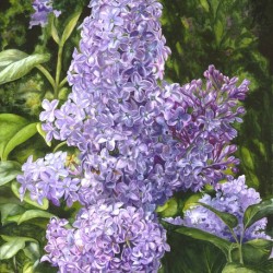 Spring Scentsation