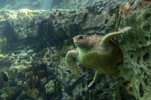 Sea Turtle Swimming Underwater