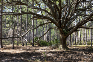 Mature Tree at Split Oak Orlando Florida