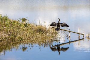 Great Blue Heron at Lake Apopka Orlando Florida