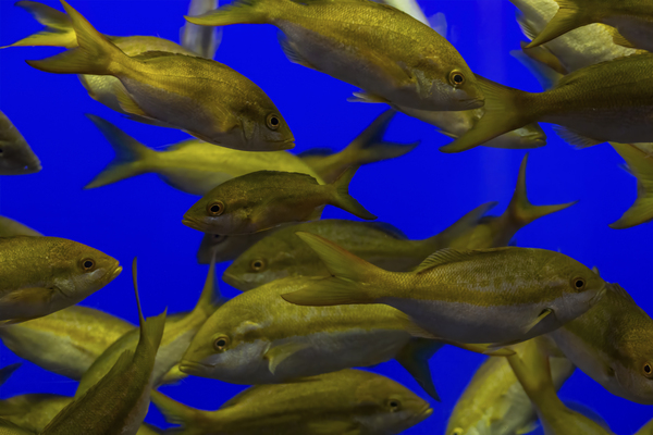 Underwater View of a School of Fish 2 by JRT Photography