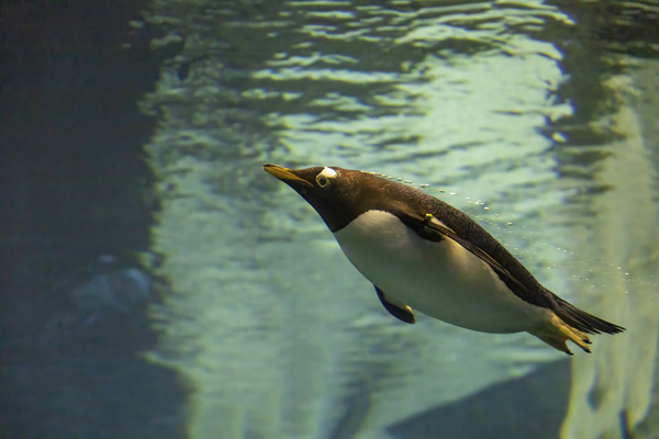 Antarctic Penguin Swimming Underwater Orlando by JRT Photography