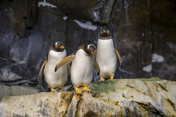 Antarctic Penguins on an Icy Shore Orlando 2 by JRT Photography