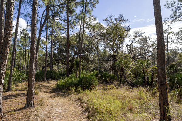 Hiking Trail in Moss Park Orlando Florida 2 by JRT Photography