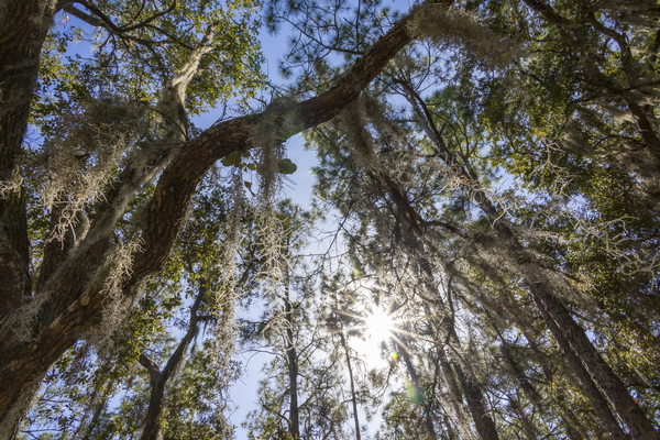 Spanish Moss in Moss Park Orlando Florida by JRT Photography