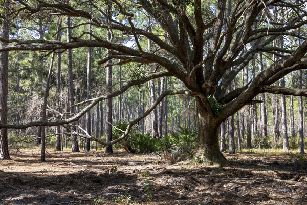 Mature Tree at Split Oak Orlando Florida by JRT Photography