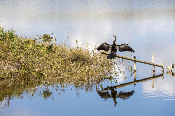 Great Blue Heron at Lake Apopka Orlando Florida by JRT Photography