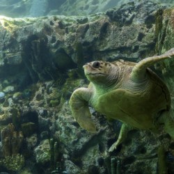 Sea Turtle Swimming Underwater