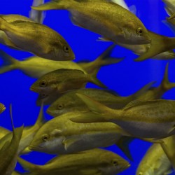 Underwater View of a School of Fish 2