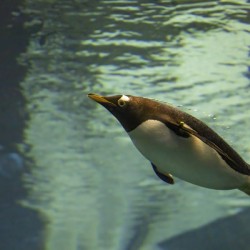Antarctic Penguin Swimming Underwater Orlando