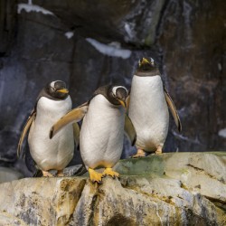 Antarctic Penguins on an Icy Shore Orlando 2