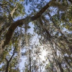 Spanish Moss in Moss Park Orlando Florida