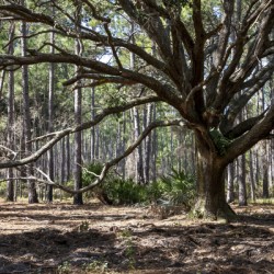 Mature Tree at Split Oak Orlando Florida