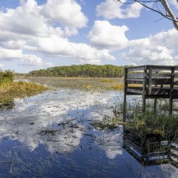 Bonnet Pond Overlook Orlando Florida