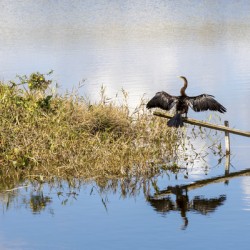 Great Blue Heron at Lake Apopka Orlando Florida