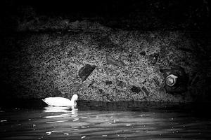 Oie blanche noir et blanc