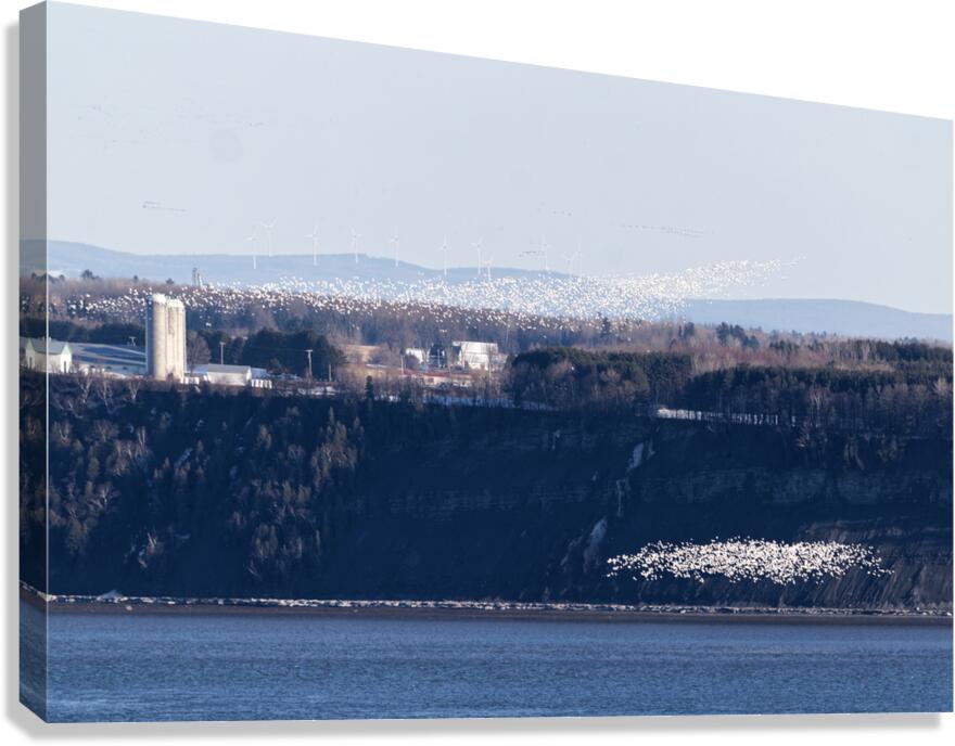 Oies blanches 1 Canvas Print