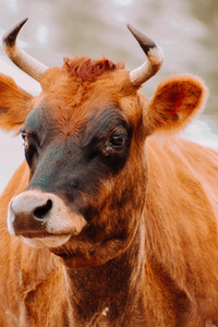 Grab Life By The Horns