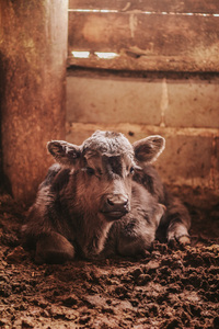 Calf