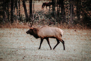 Elk