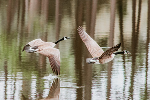 B7DCA13C 2177 46DC ABD2 30CB7D01CFE2