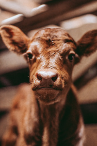 Cute Calf