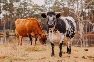 Stand Out From The Herd